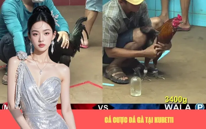 Cá Cược Đá Gà Tại Kubet11