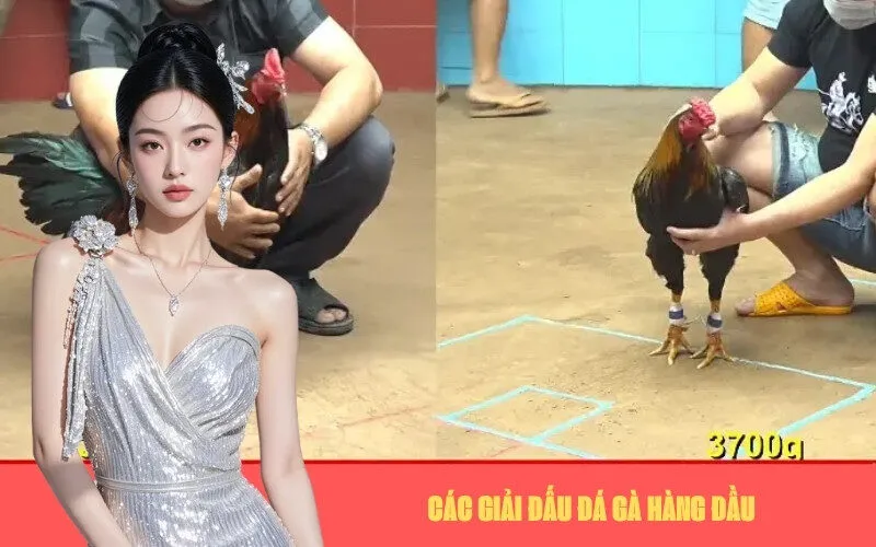 Các Giải Đấu Đá Gà Hàng Đầu