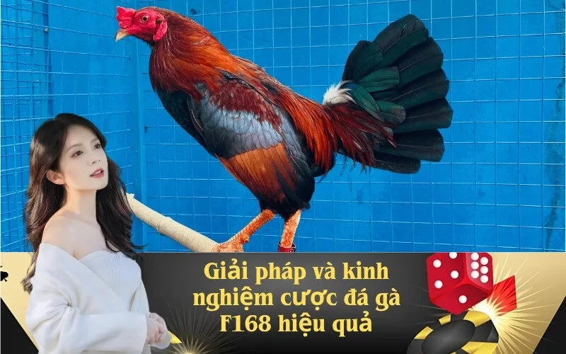 Giải pháp và kinh nghiệm cược đá gà F168 hiệu quả
