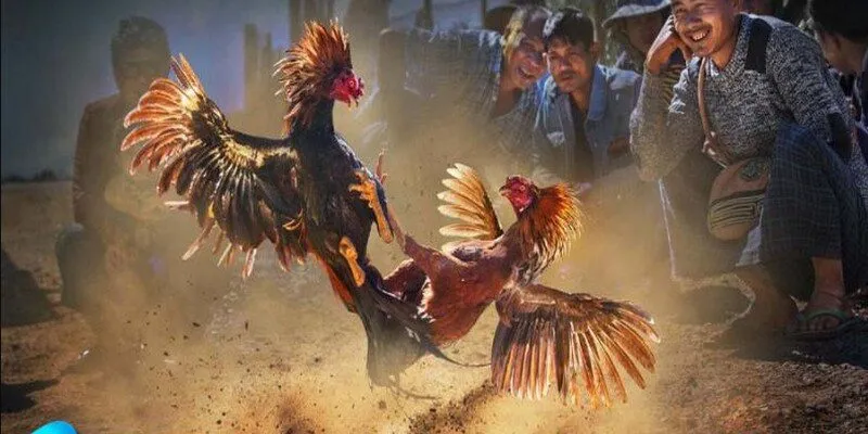 các hình thức đá gà