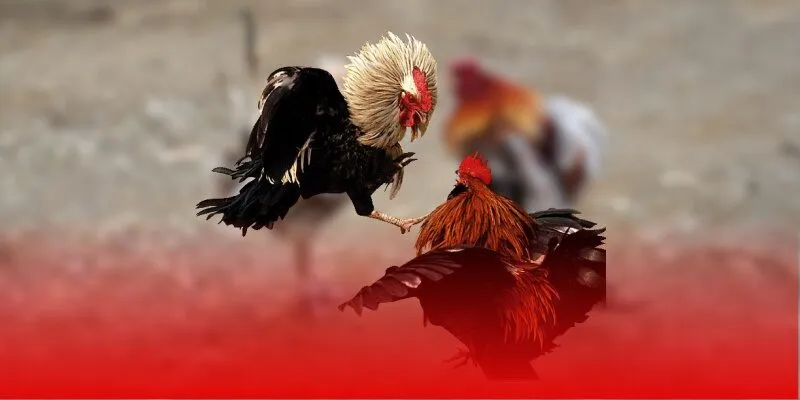 giới thiệu về đá gà mỹ 8day